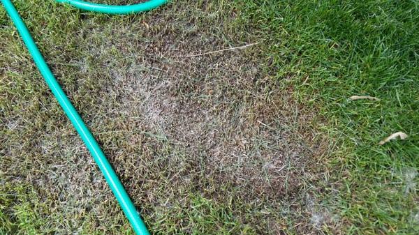 Steer clear unless you want your lawn to look like this!