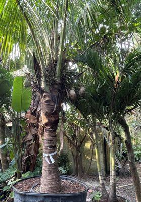 Coconut tree with coconuts!