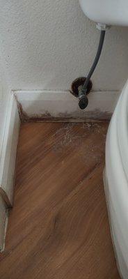 Mold behind the toilet