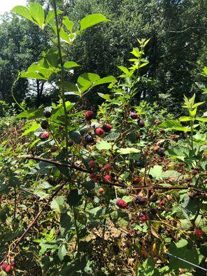 Blackberry Picking