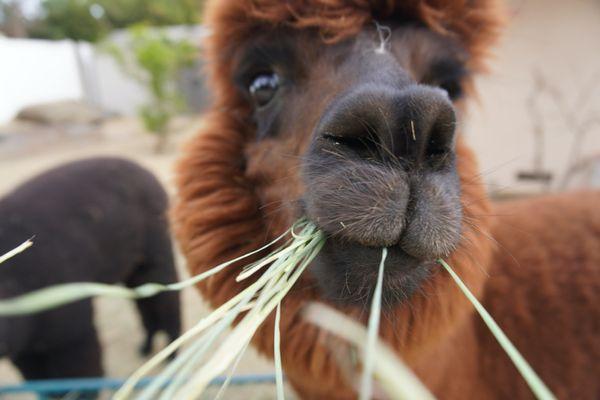 Moorpark Hay Company