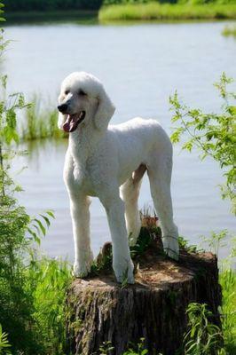 Standard Poodle