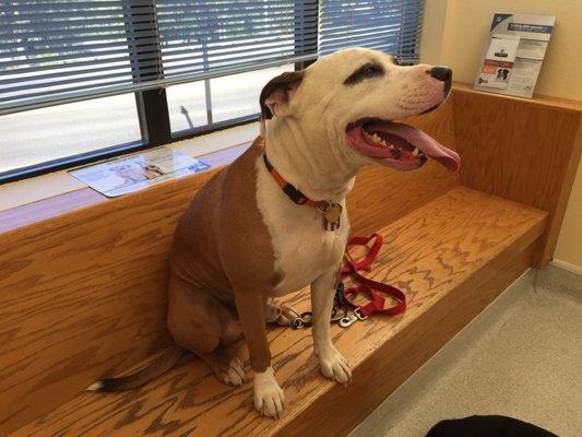 Diesel waiting for his shots