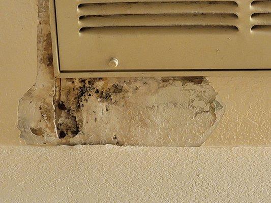 Mold that they don't care to do anything about