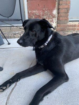 Pup on the patio