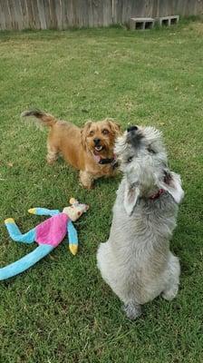 Joyful pets when you come home!