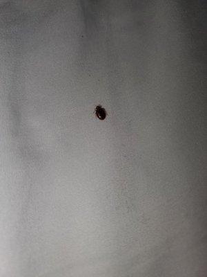 A very large bed bug that was crawling on the bed i was just sleeping in