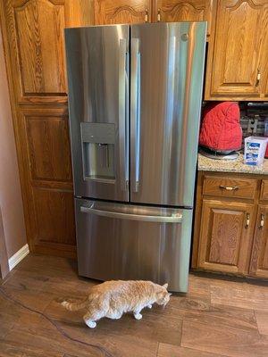 Refrigerator and a cat.