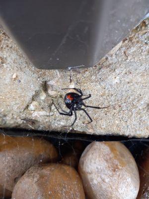 Black Widow Spider