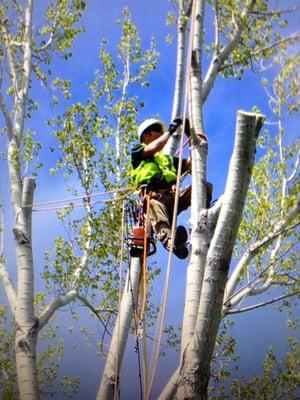 tree removal sacramento