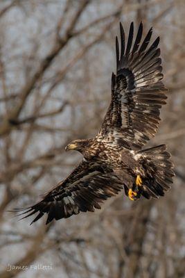 One of our resident bald eagles