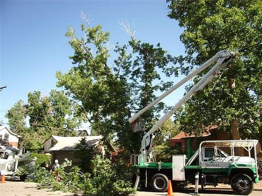 Emergency Tree Removal