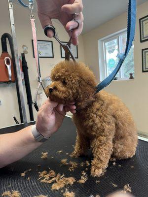 Margarita put our pup at ease for her first grooming!