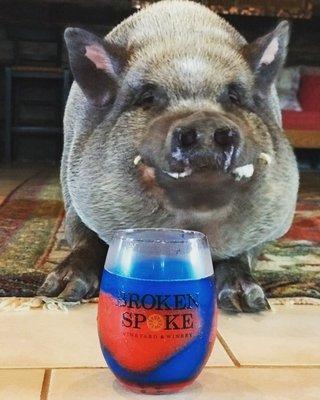 Gus, our tasting room greeter, is taste testing our July 4th wine slushee combo.