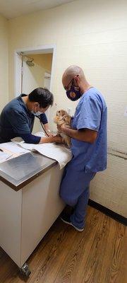 Duchess being checked by Dr Tang