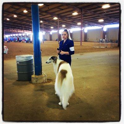 Travis County Kennel Club 2016. This is one of my favorite events! Very well done.