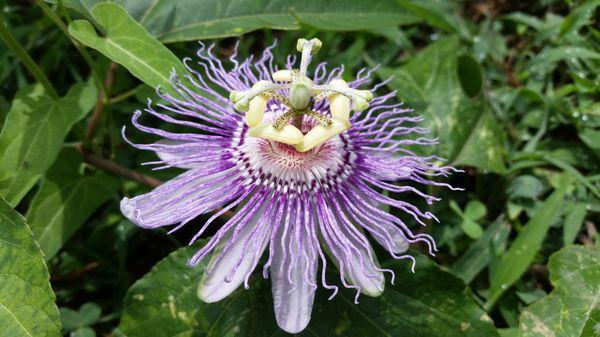 Passion Flower (pasa flora) we grew in the store in hydroponics.