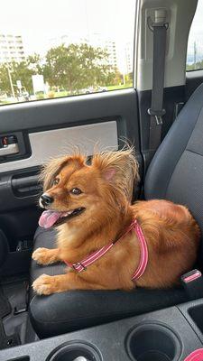 My dog smiling, just after nail trimming at Tiffany's.