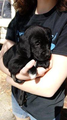 Little black lab/English setter puppy