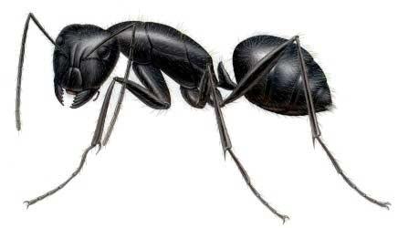 Carpenter Ants - We can help!