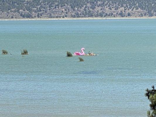 Swimming with the birds!