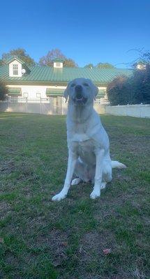 Nala outside playing at Bed & Biscuit :)