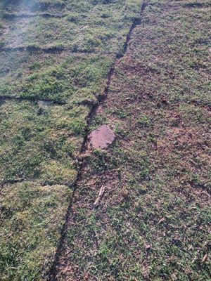 This is the neighbor's yard this brick is right where they laid the new grass why would you not pull this out of the ground