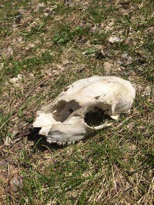 Small animal skull I found off a side trail. Lots of coyote poop where this was.