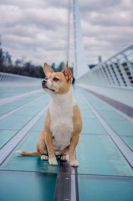 Sundial Bridge