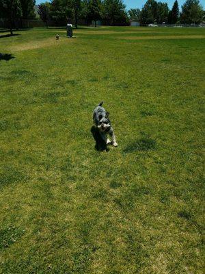 Our fur babies enjoying the off leash, dog friendly Sonoma Park =D