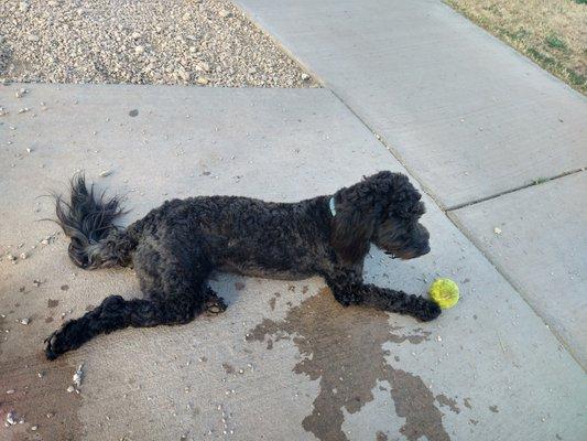 Jasper before the bad groom.