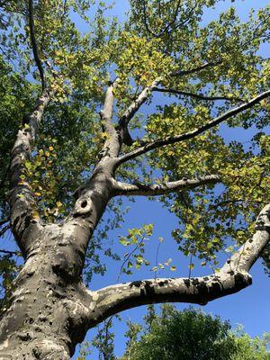 Oak Trees