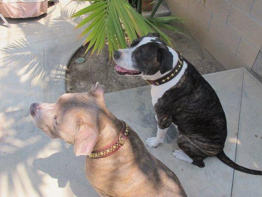 Dozer and Dee Dee with their new custom collars