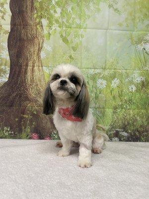 Shih tzu Grooming. Adorable round face !