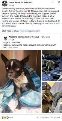 Please follow Alabama Boston Terrier Rescue and Mona Pants Foundation on social media, such as Instagram and Facebook, and on Yelp!