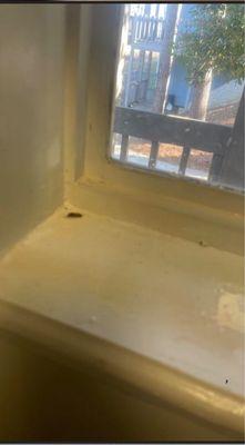 Roaches in kitchen window