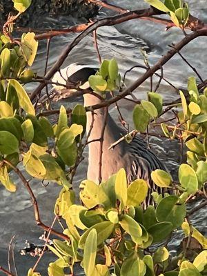 Night heron concealed