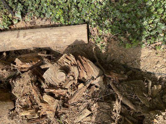 Stumps and lumber left along border to block bamboo