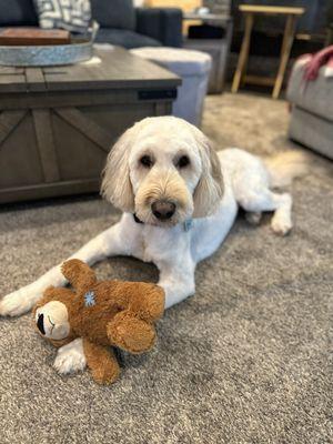 GoldenDoodle Grooming