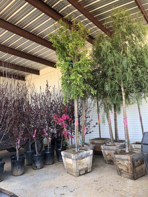 Big, beautiful trees! CA Pepper, Majestic Elm, Flowering Plum, Olive and a Bougainvillea.