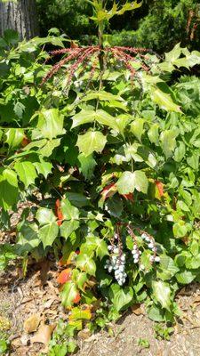 Leather Leaf Mahonia