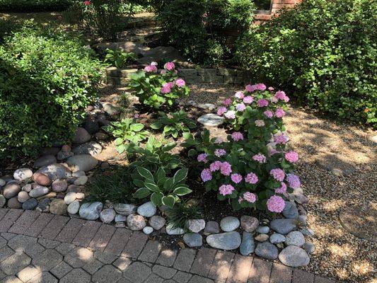 Landscape bed blooming in the spring featuring beautiful hydrangeas, hostas, and mondo grass.