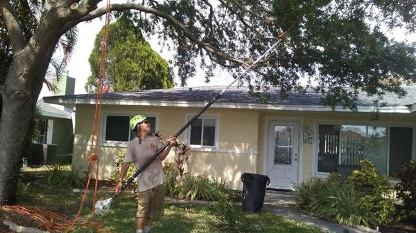 Trimming an oak tree in St Pete Beach