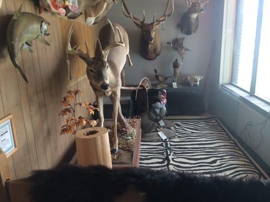 Gumbetter's Taxidermy