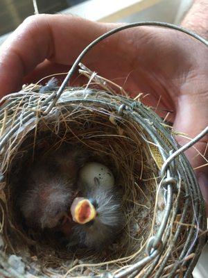 Mommy bird met her demise from a cat. Took these babies to them for the best chance at living!