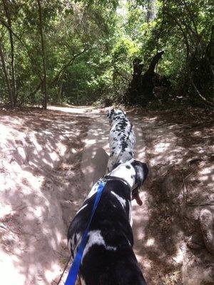 Hiking trail with the pups