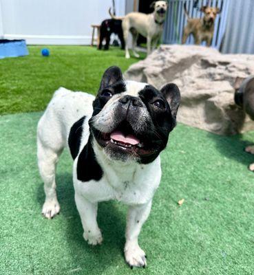 Outdoor play area- Happy pups playing