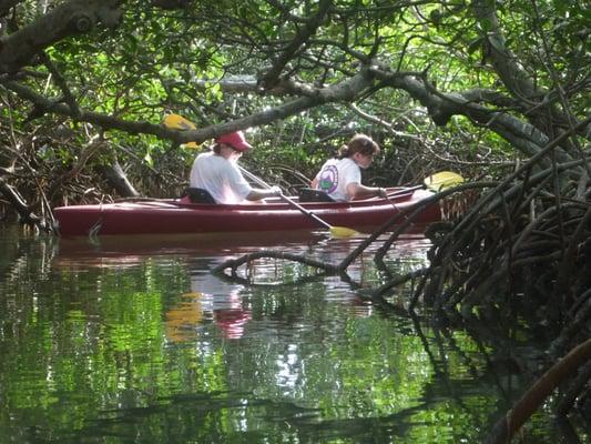 cruising through a cool mangrove tunnel