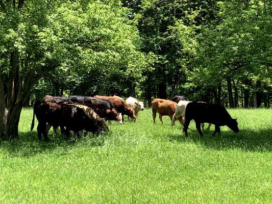 All our cattle are grass fed and grass finished.