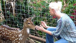 Healing Animals with Reiki